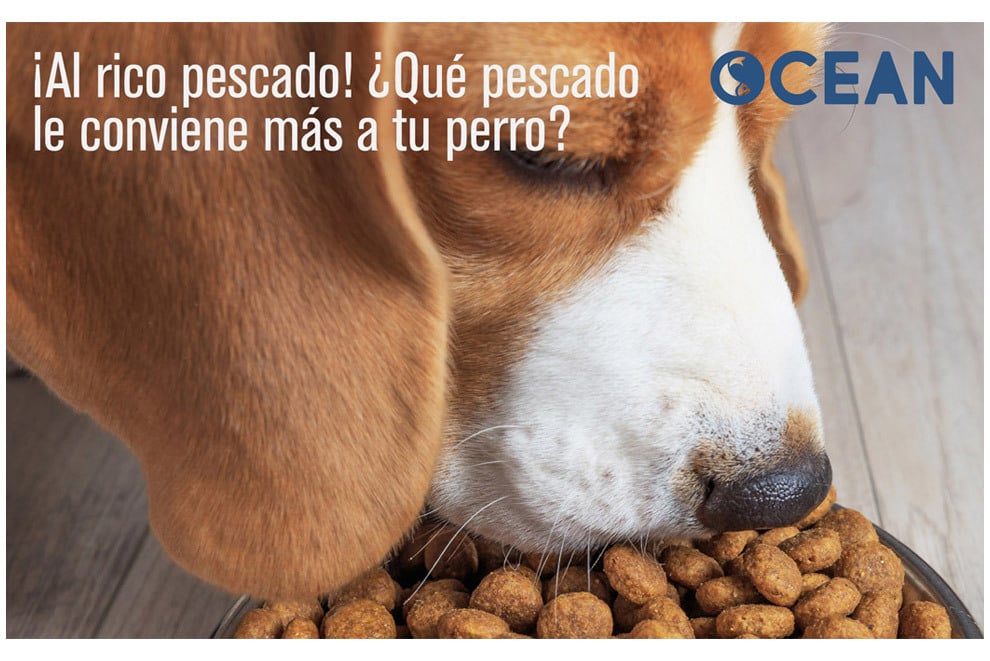 qué tipo de pescado es seguro para los perros