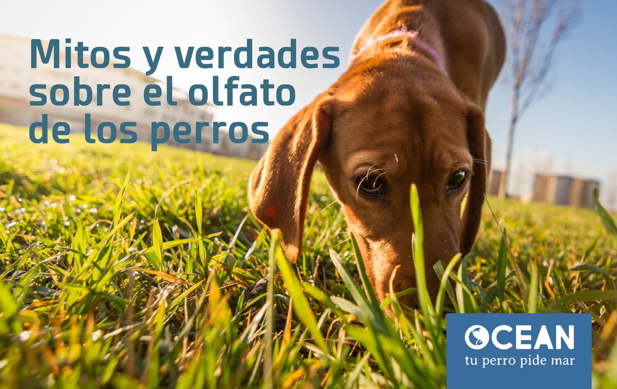 algunos perros tienen mejor sentido del olfato que otros