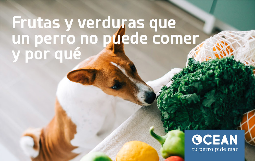 los perros pueden comer cascara de limon